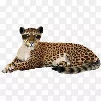 豹美洲豹猎豹狮子豹PNG形象