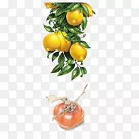 柠檬水彩画插图.柠檬柿子