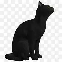 波斯猫黑猫小猫剪贴画-黑猫PNG照片
