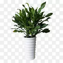 菲律宾龙手菜花卉绿化植物-菲律宾铁竹