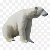 北极熊剪贴画-北极熊PNG HD