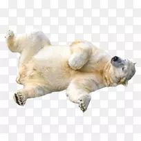 北极熊剪贴画-北极熊透明PNG