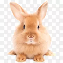狗猫兔宠物词典-复活节兔子PNG HD