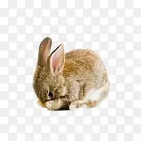 荷兰泡泡复活节兔子-免费兔子拥抱兔子-复活节兔子PNG照片