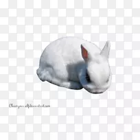 家养兔-白兔