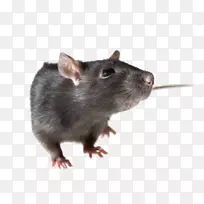 棕色大鼠黑鼠-大鼠PNG PIC