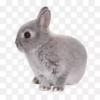 兔子-复活节兔子透明PNG