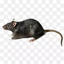 棕色大鼠黑鼠-大鼠透明PNG