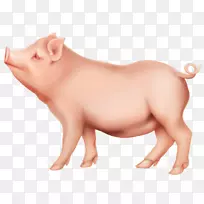 家猪剪贴画-猪PNG