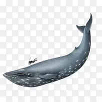 蓝鲸海洋剪贴画-蓝鲸PNG档案