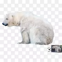 北极熊-北极熊PNG文件