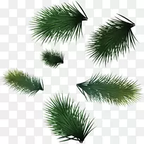 圣诞树叶图标-绿松针