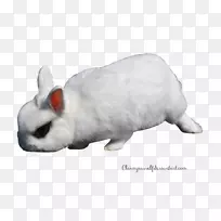 欧洲兔-白兔PNG透明图像