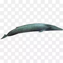 图库溪海豚蓝鲸PNG透明图片