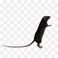 褐鼠-鼠PNG图像