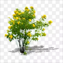 菊花黄色花型灌木花盆花椰菜