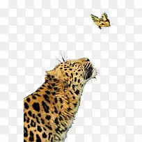 豹美洲豹蝴蝶猫科-凶猛的猎豹