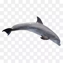 河海豚宽吻海豚壁纸-海豚