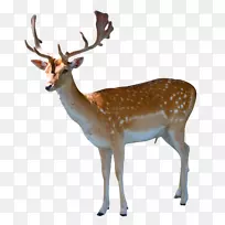 鹿夹艺术-鹿