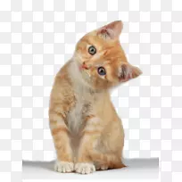 蒙奇金猫苏格兰折叠小猫剪贴画-小猫PNG剪贴画