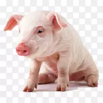 越南锅腹小型猪展示分辨率纸壁纸-猪