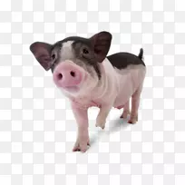 小猪丹麦本土猪大白猪中白猪