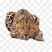 非洲豹科虎-豹
