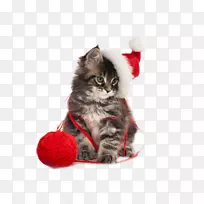 猫圣诞老人圣诞小狗-圣诞可爱猫创意