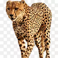 南非猎豹-黄色猎豹