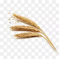 小麦谷子-小麦