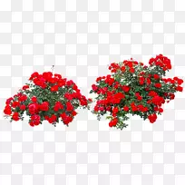 玫瑰花灌木-红玫瑰灌木丛