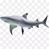 虎鲨鱼-鲨鱼海底遮阳载体材料