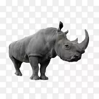 摄影Shutterstock-巨型犀牛