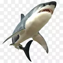 大白鲨-暴怒的大白鲨