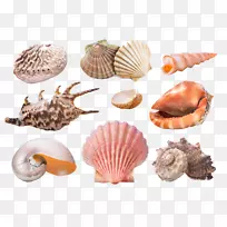 海星蜗牛软体动物沙美生物