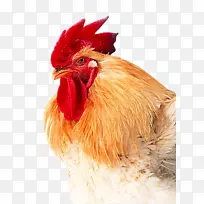 肉鸡复合维生素药物-好大公鸡