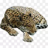猎豹虎豹猎豹斑
