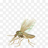 蚊媒昆虫-蚊子