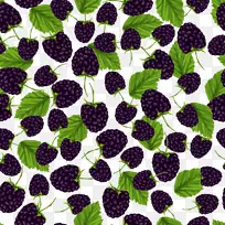 Frtti di Bosco黑莓-新鲜黑莓无缝背景