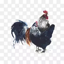 鸡水彩画插图-大黑公鸡