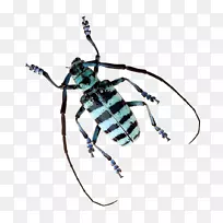 大众甲虫大众群昆虫翅甲虫