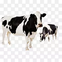 荷斯坦，弗里西亚牛，高地牛，穆拉水牛，肉牛，家畜-可爱的奶牛