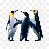 Microsoft Word图像编辑-企鹅