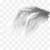 安琪尔翅膀卷尾草鸟-天使翅膀材料
