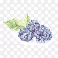 水彩画下载插图-小而新鲜的手绘水彩画黑莓水果