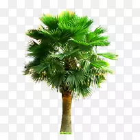 棕榈科植物-大棕榈树