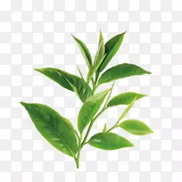 绿茶、白茶、茶氨酸油.绿茶