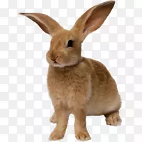 复活节兔子兔黄兔