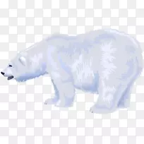 北极熊毛鼻子-白色北极熊