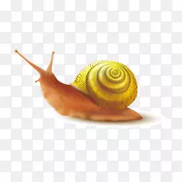 蜗牛粘液腹足类壳-金蜗牛壳背